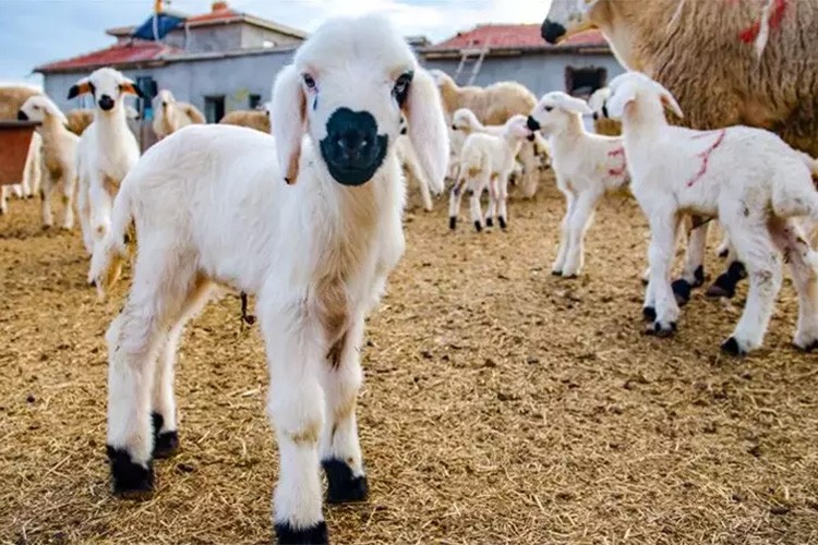 TİGEM 350 reforme küçükbaş hayvan satacak