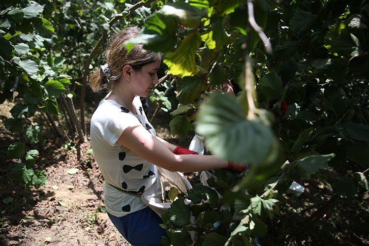 Ordu'da fındık hasadı erken başladı