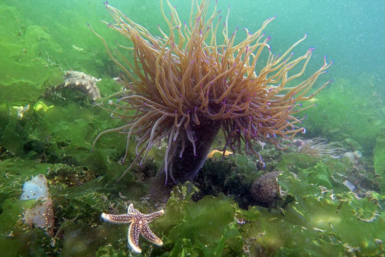 Denizin tehlikeli çiçekleri "anemonlar" kayıt altına alındı