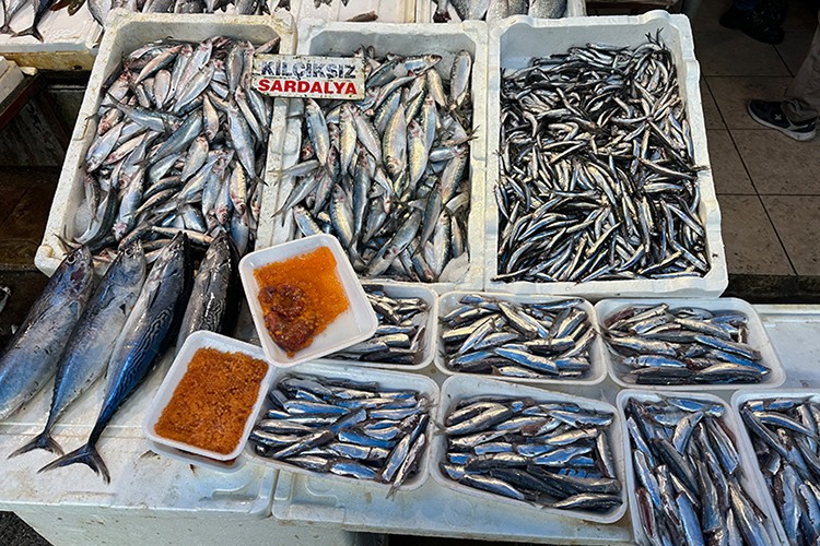 Av sezonunda hamsi ve sardalya yüz güldürdü