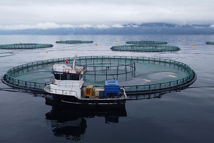 Metro Premium Türk Somonu Sofralarla Buluşmaya Hazırlanıyor