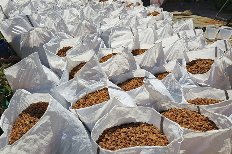 Türkiye'nin kuru üzüm ihracatı 546,5 milyon dolarla rekor kırdı