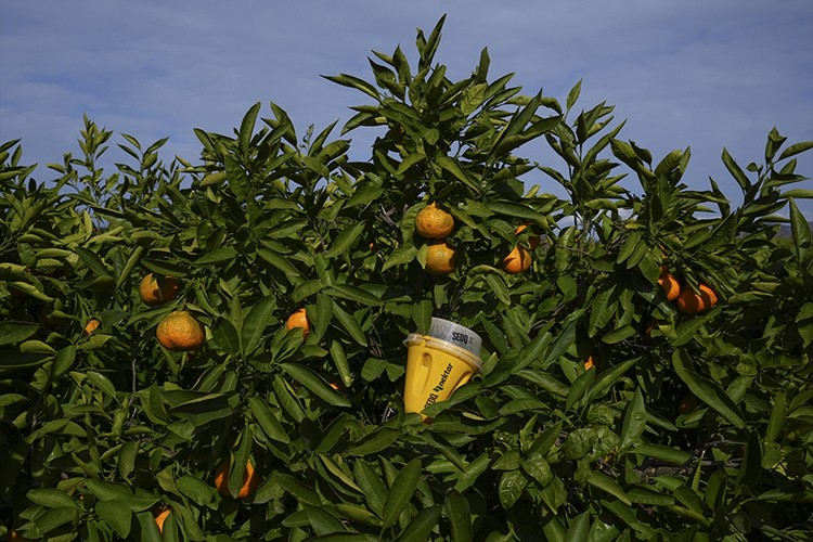 Meyve sineğine kurulan tuzaklar mandalinada ilaç kullanımını yüzde 30 azalttı