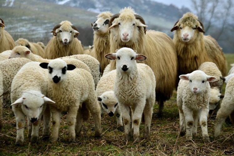 Hayvanların verimliliğini artırırken tasarruf sağlıyor