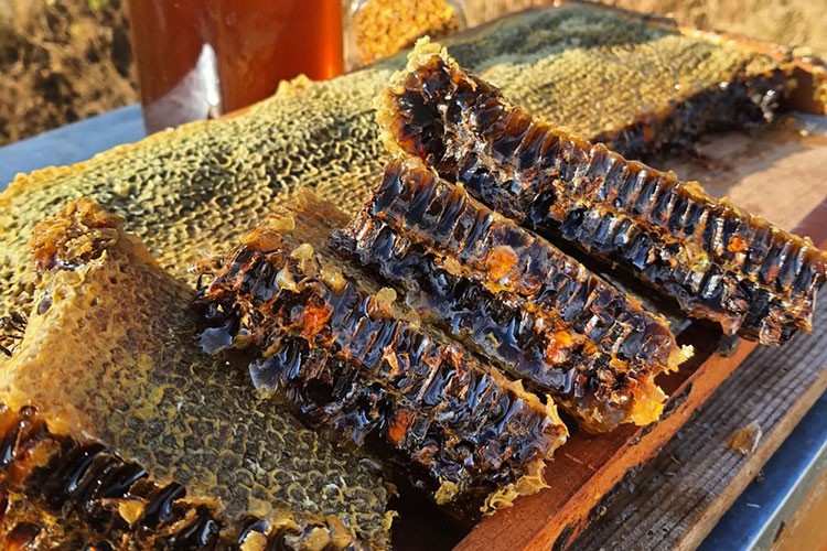 Muğla'da yanan ormanların yeniden canlanmasıyla bal rekoltesi arttı