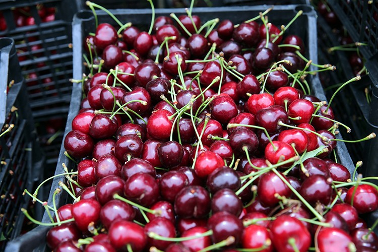 Kirazdan elde edilen gelir artacak