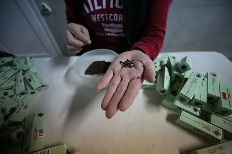 Turunçgil zararlısı "unlu bit" faydalı böceklerle yok ediliyor