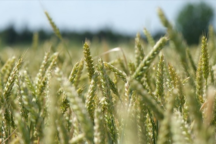Trakya'da buğdayın gelişimi hasadın bereketli geçeceğine işaret