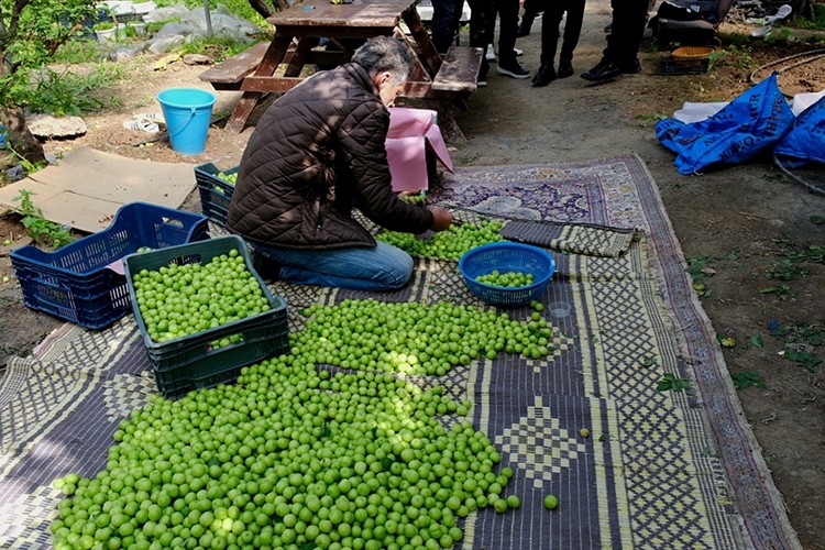 Mut'ta erik hasadı sürüyor