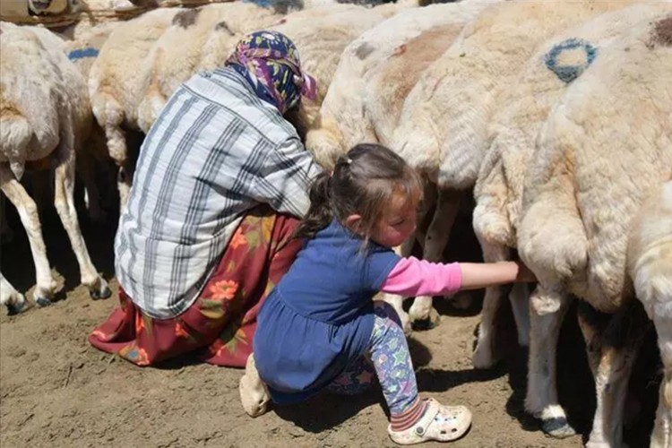 Küçükbaş hayvan sütünden ekonomiye yılda 500 milyon lira katkı