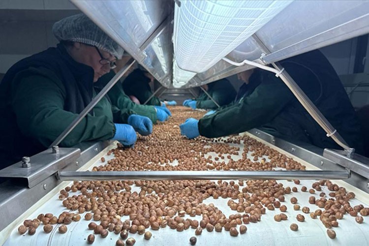 Trabzon'un ocak ayı fındık ihracat geliri yüzde 15 arttı