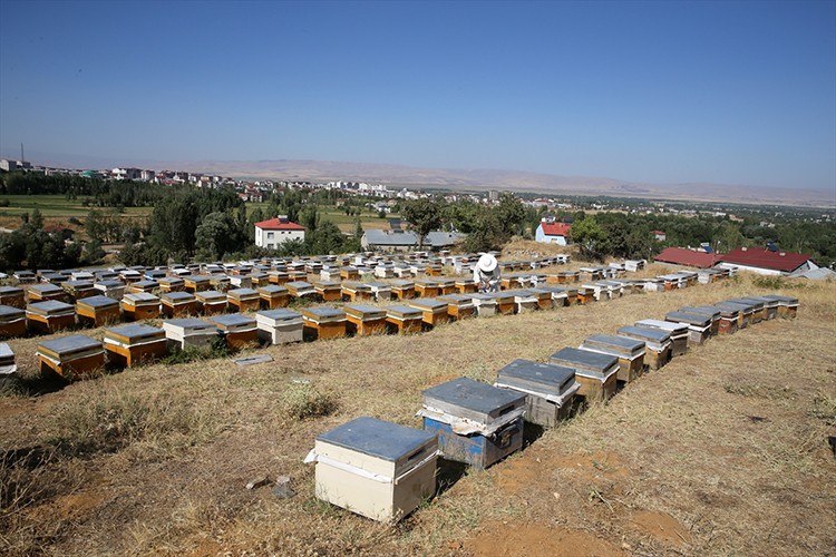 Arıcı baba ve kızı, kovan sayısını 1000'e yükseltti