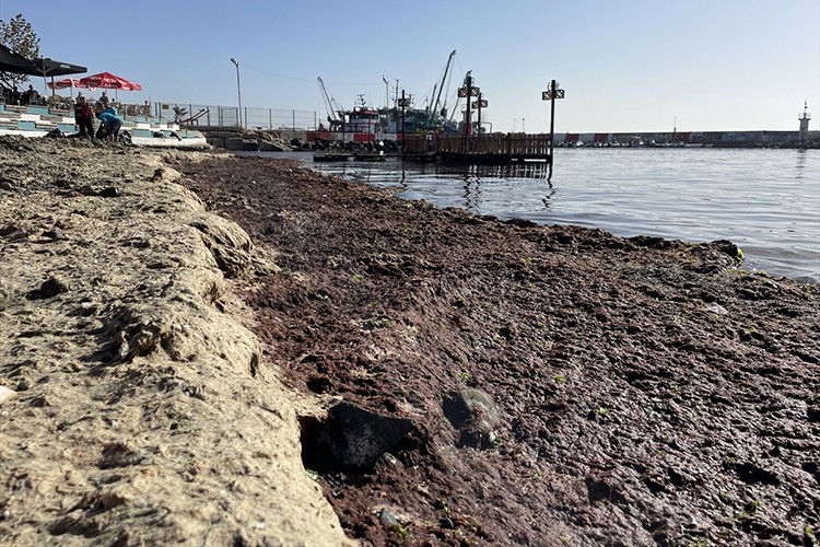Tekirdağ'da lodos nedeniyle sahilde kırmızı yosun birikti
