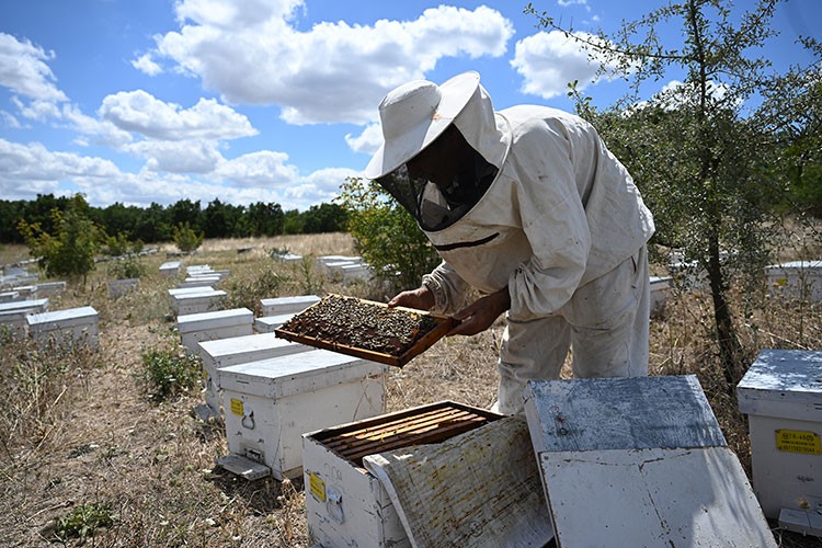 Gezgin arıcılar Edirne'de bu sezon umduğunu bulamadı