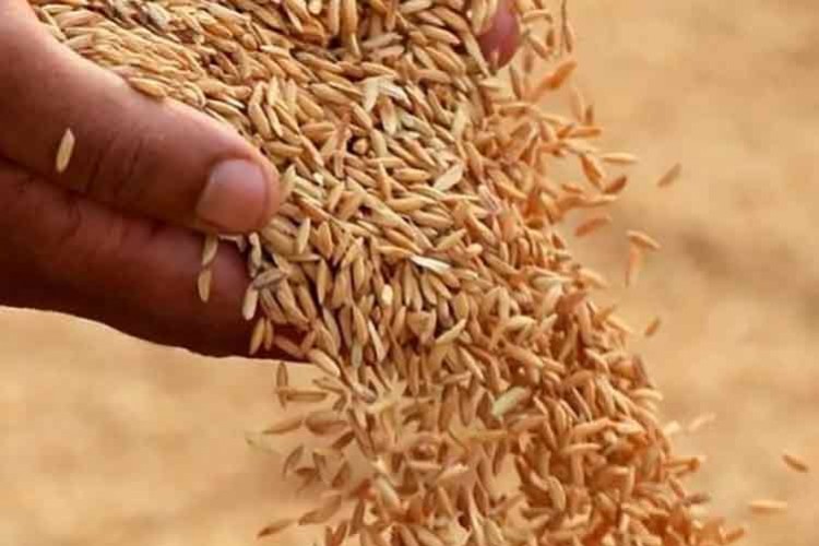 Deprem bölgesindeki sertifikalı tohum destekleri yüzde 100 artırıldı