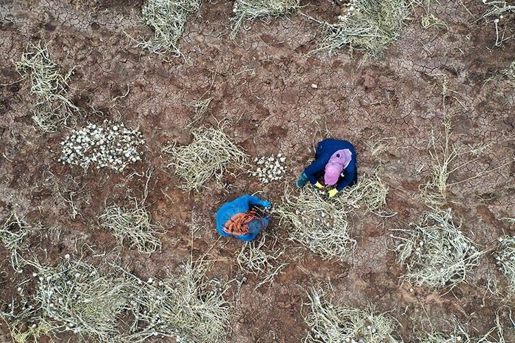 Gaziantep'te sarımsak hasadına başlandı