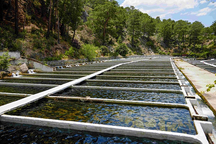 Küçük Ölçekli İşletmelerin Yetiştirdiği Alabalıklar Raflarda