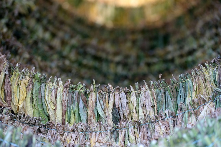 Türkiye'de üretilen tütünde 120 bin ton rekolte bekleniyor