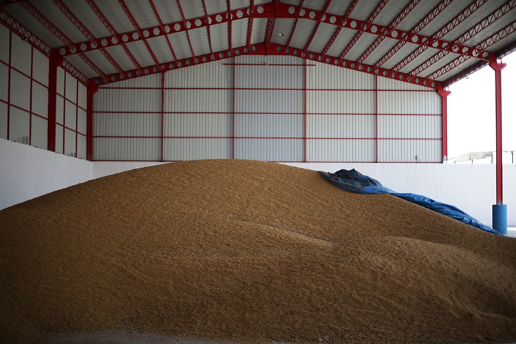 Çukurova çiftçisi üzgün