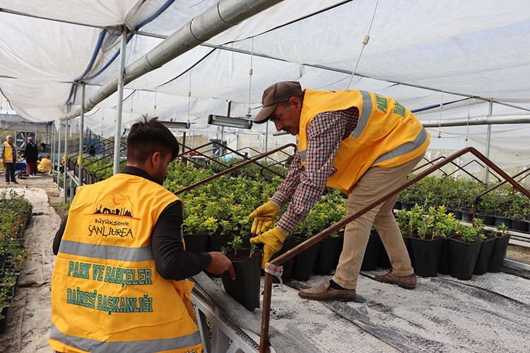 Büyükşehir yılda 5 milyondan fazla çiçek üretiyor