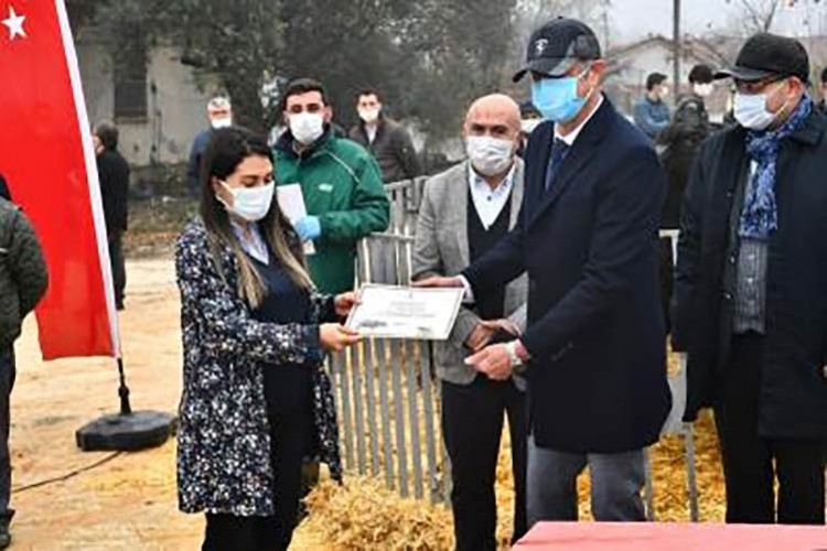 Çiftçiye tescilli yerli manda