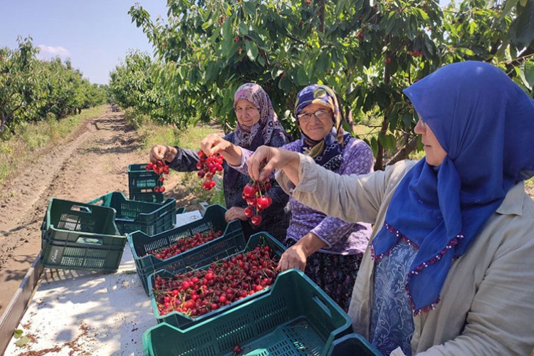 "Edirne Çeribaşı" kirazının hasadı başladı