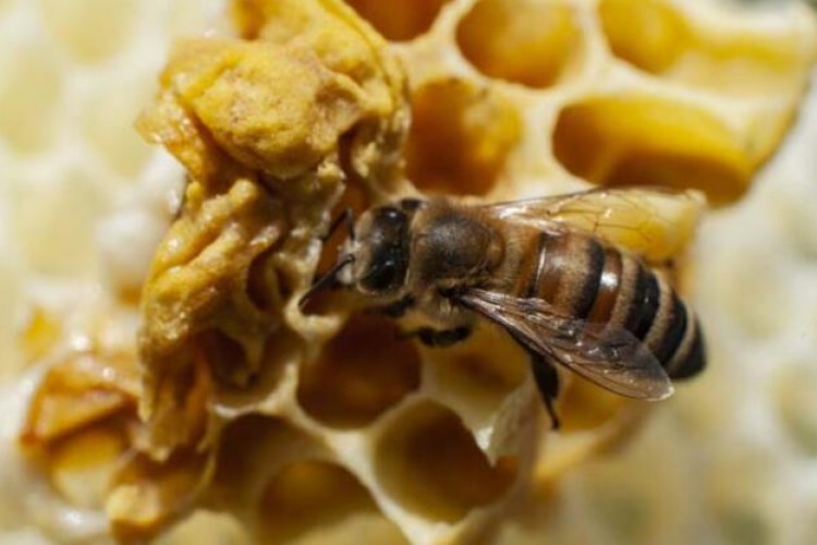 "Arı zehri"nin epilepsi tedavisinde etkisi ortaya kondu