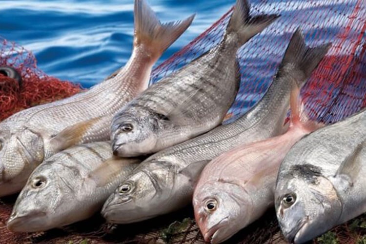 Su ürünleri ve hayvansal mamuller sektörünün hedefi Japonya