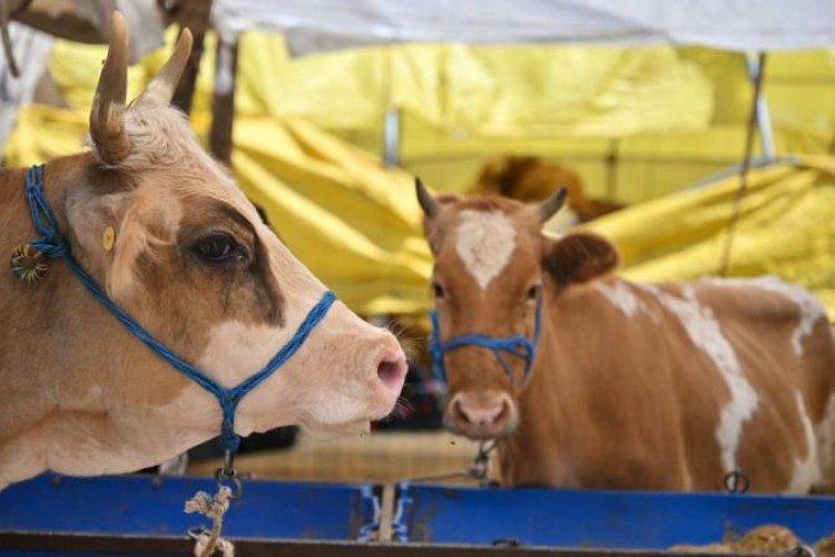 Kurban kesimi tebliği Resmi Gazete'de: Cezalara zam geldi