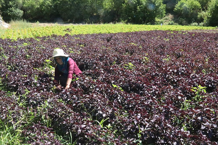 Arapgir'in köhnü üzümünde hasat yapılıyor