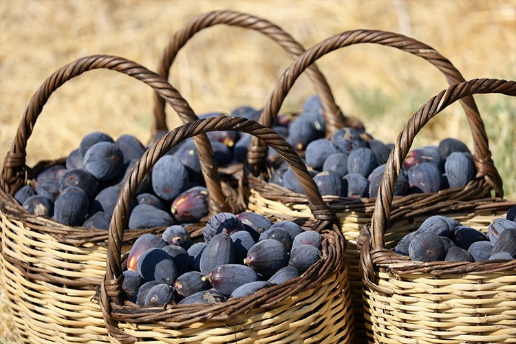 Yeni kuru incir çeşidi "siyah orak"ta hasat sürüyor