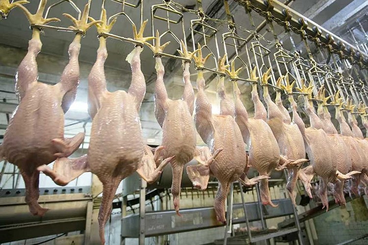 Tavuk eti üretimi yüzde 15,7, yıllık yüzde 5,5 arttı