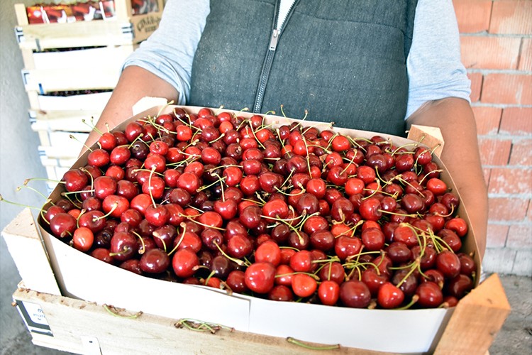 Napolyon kirazı büyükşehirlere gönderiliyor