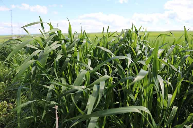Güneydoğu'da yağışlar rekolte umudunu artırdı