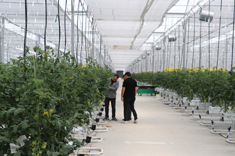 Erzincan'da yeni yatırımlarla sera varlığı 1000 dönümü aşacak