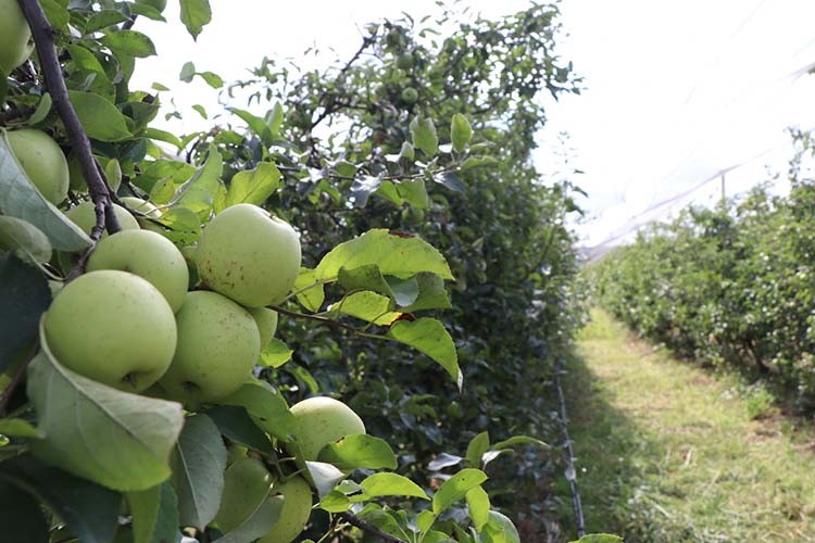 Beykoz tarımda atağa geçti