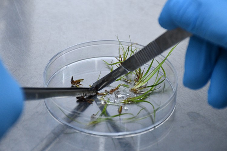 Çiftçiye kazanç kapısı olacak