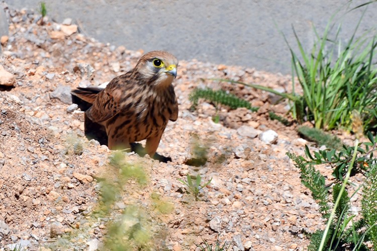 Kars'ta yağmurların ardından açan güneşle doğa canlandı