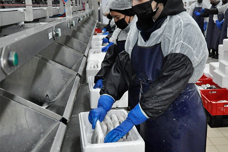 Yeni yatırımıyla 55 milyon balık işleyecek