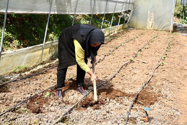 Sebzeler yağmur hasadı yöntemiyle suluyor