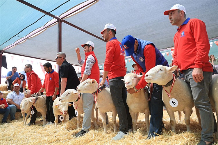 Kayseri'de koyun güzellik yarışması düzenlendi