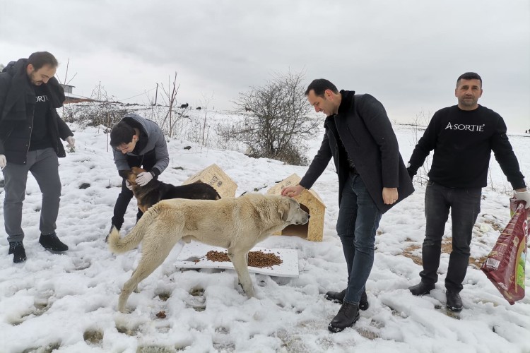 Depremden etkilenen hayvanlar için kollar Sıvandı