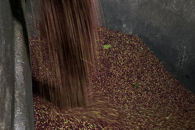 Türk iş insanları Etiyopya'da fermente kahve üretiyor