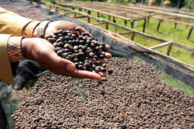 Kahve bu ay yatırımcısına acı geliyor