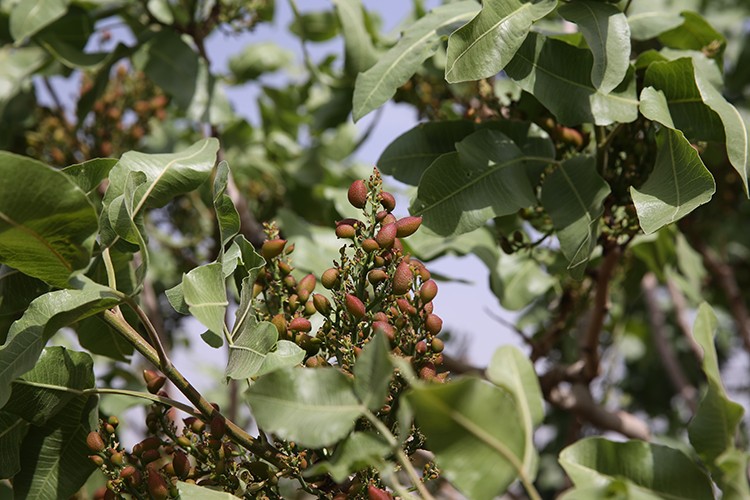 Antep fıstığında 200 bin ton rekolte bekleniyor