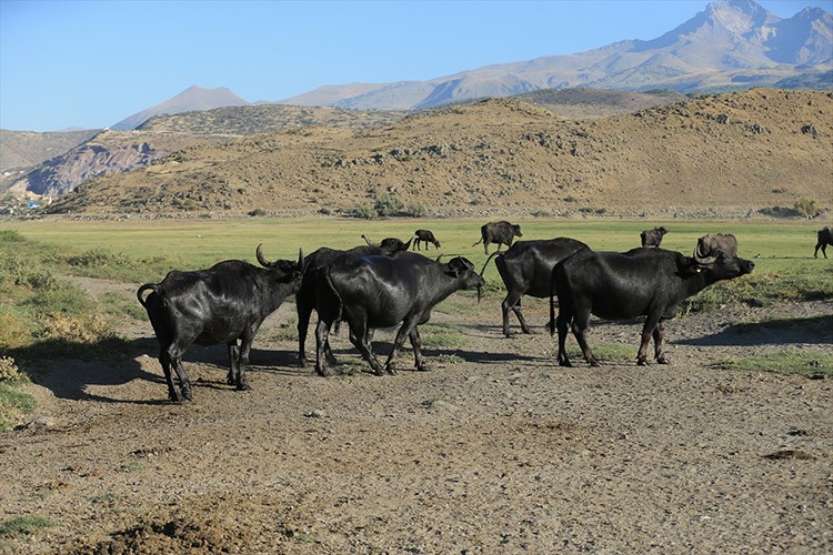 Erciyes'in eteklerinde yayılan mandaların sayısı arttı