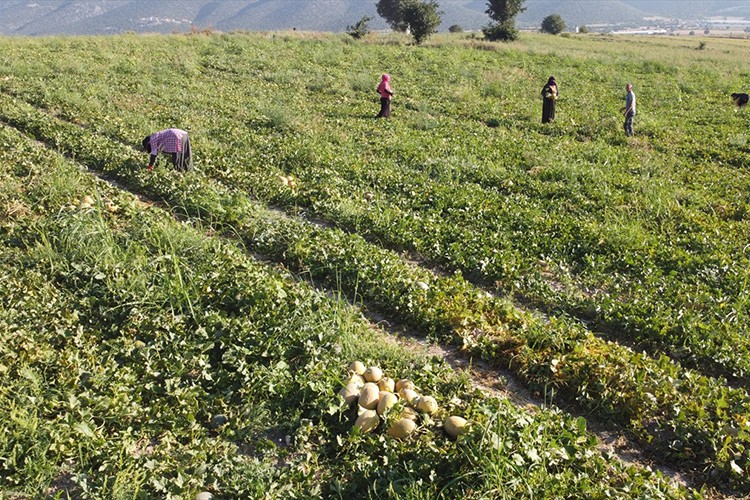 Bilecik'te "Medetli kavunu"nun hasadı başladı
