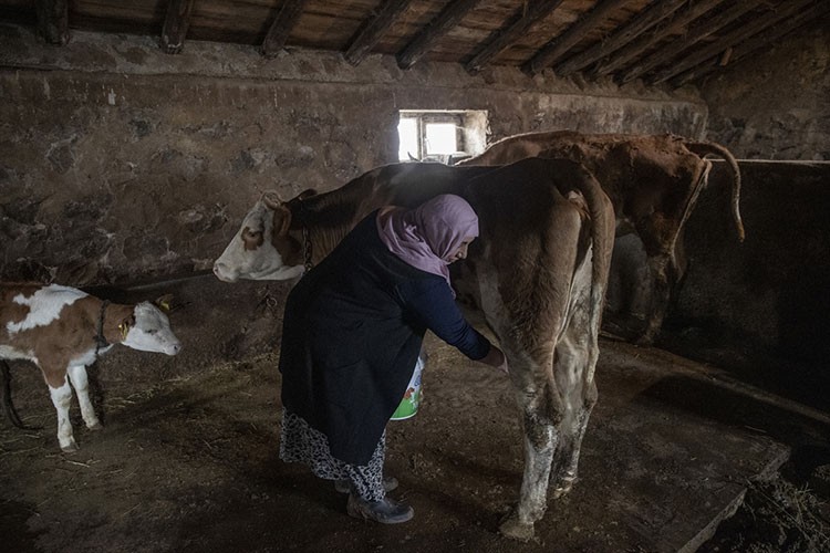 Süt toplama merkezi kırsaldaki kadınların geçim kaynağı oldu
