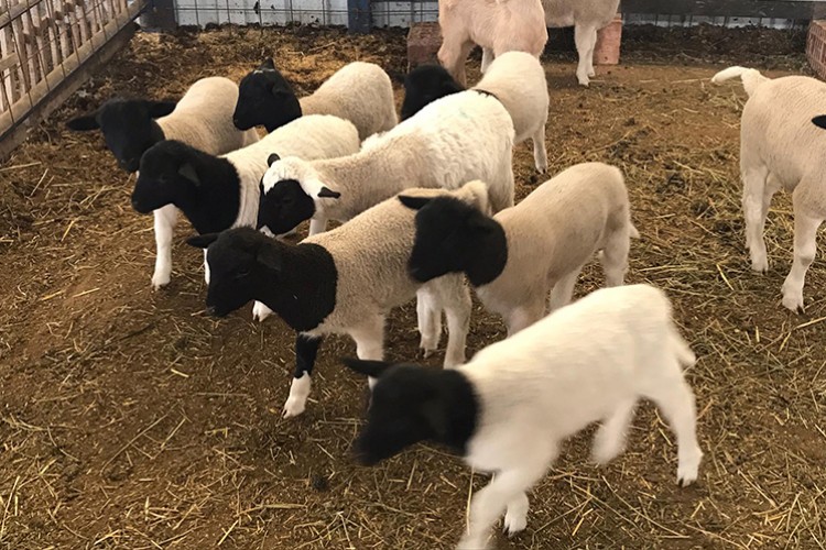 İhaleyle kuzu satılacak