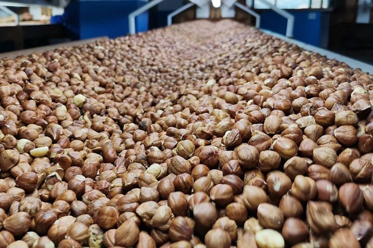 Türkiye fındık ihracatının yüzde 27'sini Almanya'ya yaptı